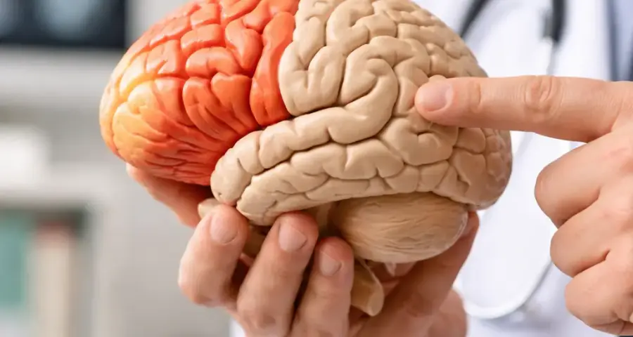 Frontal Lobe