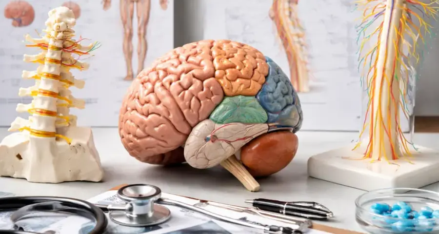 Neurological Disease Classification : CNS, PNS, and Neurodegenerative Disorders